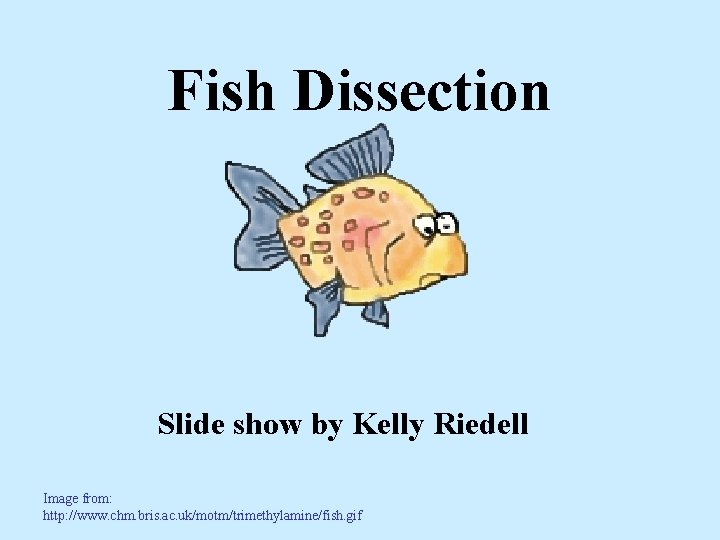 Fish Dissection Slide show by Kelly Riedell Image from: http: //www. chm. bris. ac.