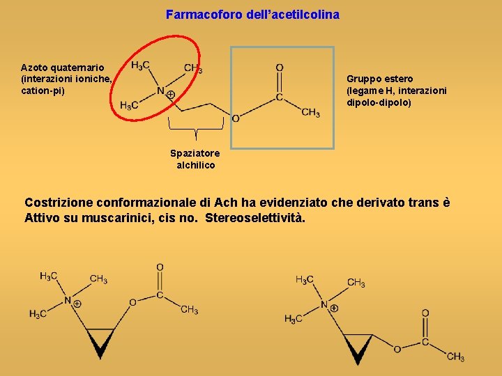 Farmacoforo dell’acetilcolina Azoto quaternario (interazioniche, cation-pi) Gruppo estero (legame H, interazioni dipolo-dipolo) Spaziatore alchilico