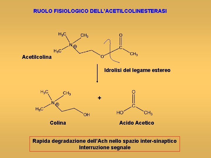 RUOLO FISIOLOGICO DELL’ACETILCOLINESTERASI Acetilcolina Idrolisi del legame estereo + Colina Acido Acetico Rapida degradazione