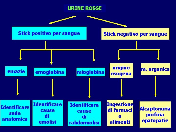 URINE ROSSE Stick positivo per sangue emazie Identificare sede anatomica emoglobina Identificare cause di