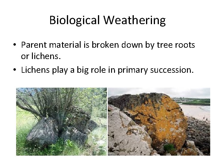 Biological Weathering • Parent material is broken down by tree roots or lichens. •