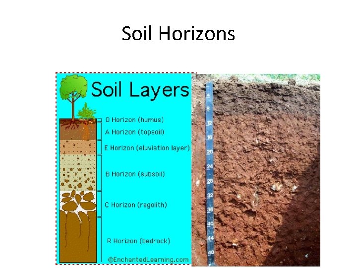 Soil Horizons 