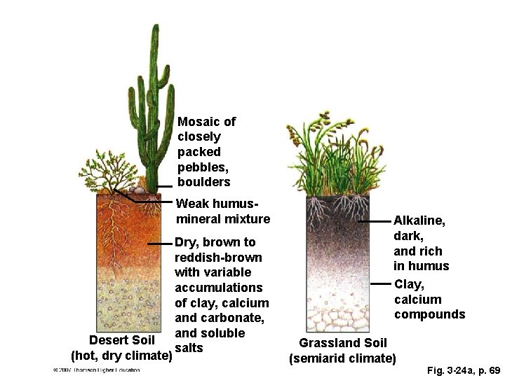 Mosaic of closely packed pebbles, boulders Weak humusmineral mixture Desert Soil (hot, dry climate)