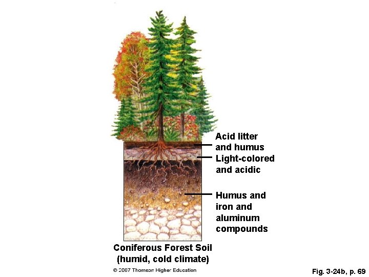 Acid litter and humus Light-colored and acidic Humus and iron and aluminum compounds Coniferous