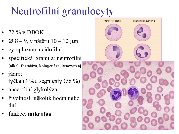 Neutrofilní granulocyty • • 72 % v DBOK 8 – 9, v nátěru 10