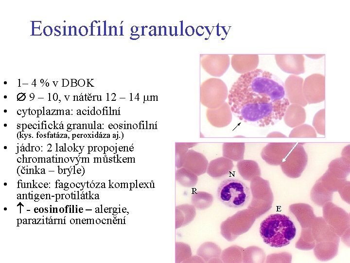 Eosinofilní granulocyty • • 1– 4 % v DBOK 9 – 10, v nátěru