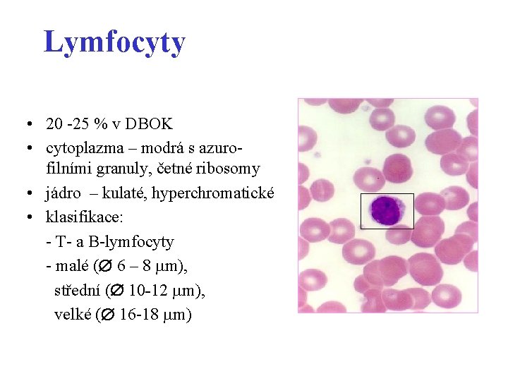 Lymfocyty • 20 -25 % v DBOK • cytoplazma – modrá s azurofilními granuly,