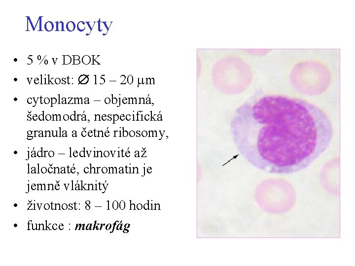 Monocyty • 5 % v DBOK • velikost: 15 – 20 m • cytoplazma