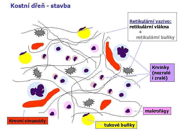 Kostní dřeň - stavba Retikulární vazivo: retikulární vlákna + retikulární buňky Krvinky (nezralé i