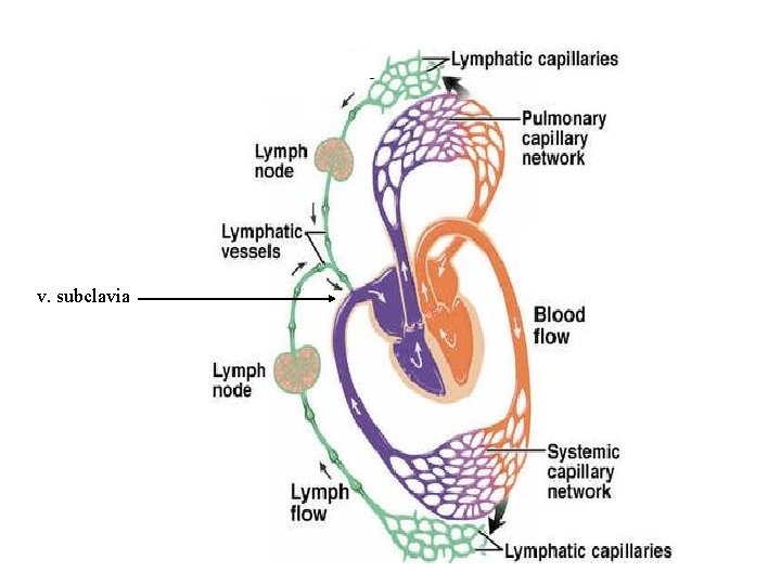 v. subclavia 