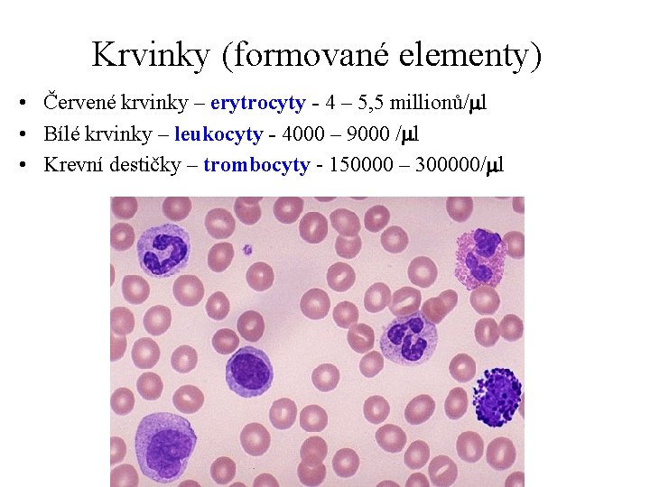 Krvinky (formované elementy) • Červené krvinky – erytrocyty - 4 – 5, 5 millionů/