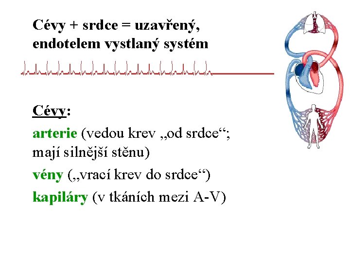 Cévy + srdce = uzavřený, endotelem vystlaný systém Cévy: arterie (vedou krev „od srdce“;