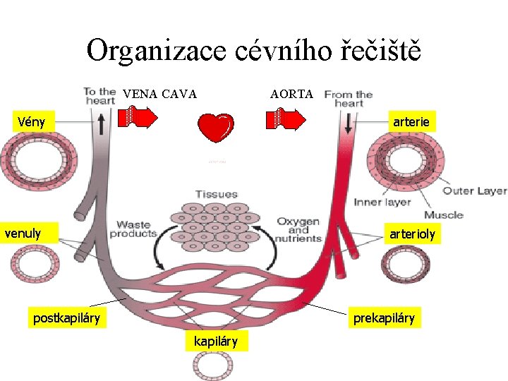 Organizace cévního řečiště VENA CAVA Vény AORTA arterie venuly arterioly postkapiláry prekapiláry 