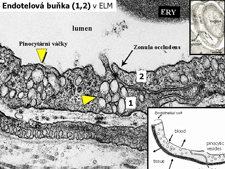 Endotelová buňka (1, 2) v ELM ERY lumen Pinocytární váčky Zonula occludens 2 1