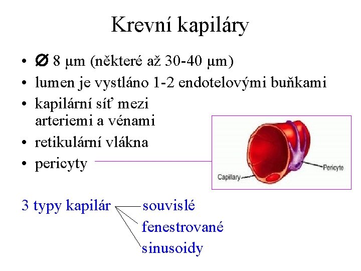 Krevní kapiláry • 8 µm (některé až 30 -40 µm) • lumen je vystláno