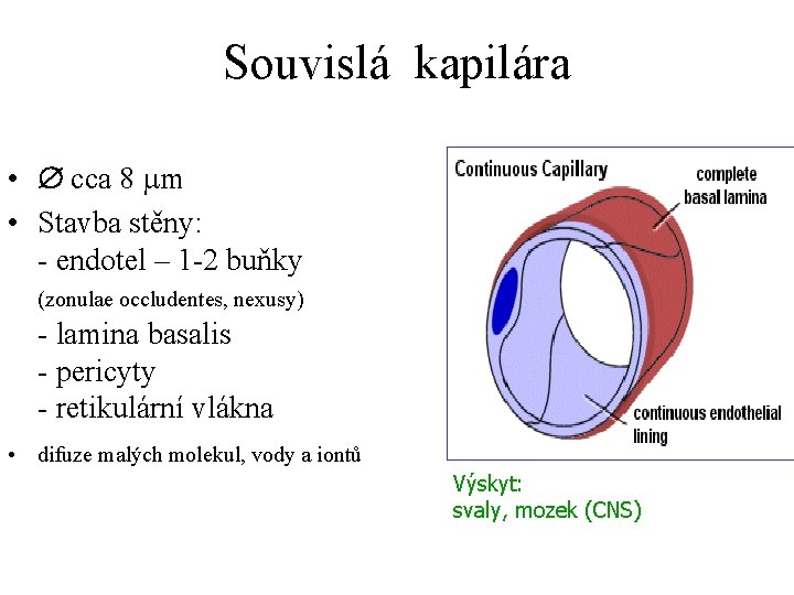 Souvislá kapilára • cca 8 m • Stavba stěny: - endotel – 1 -2