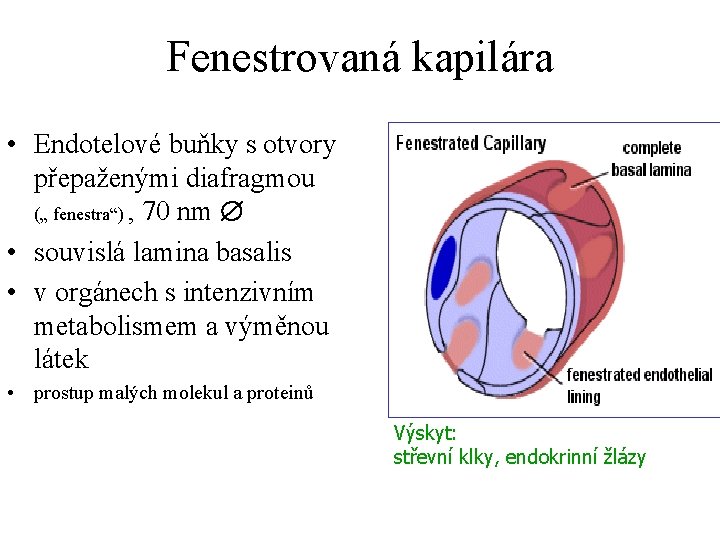 Fenestrovaná kapilára • Endotelové buňky s otvory přepaženými diafragmou („ fenestra“) , 70 nm
