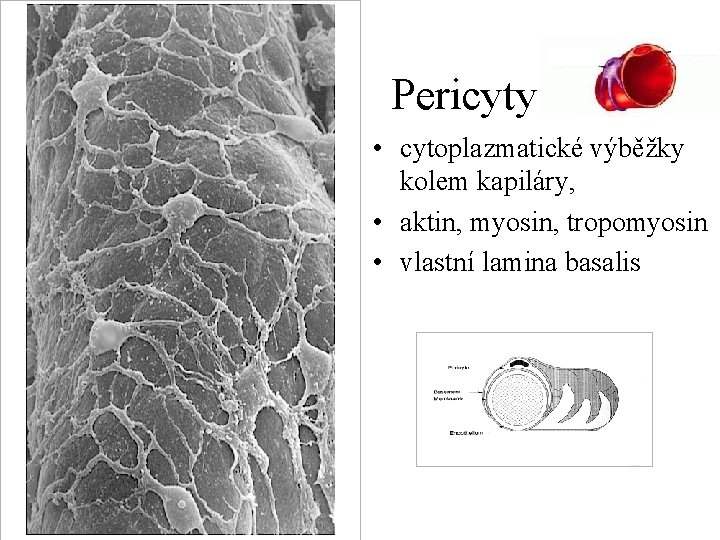 Pericyty • cytoplazmatické výběžky kolem kapiláry, • aktin, myosin, tropomyosin • vlastní lamina basalis