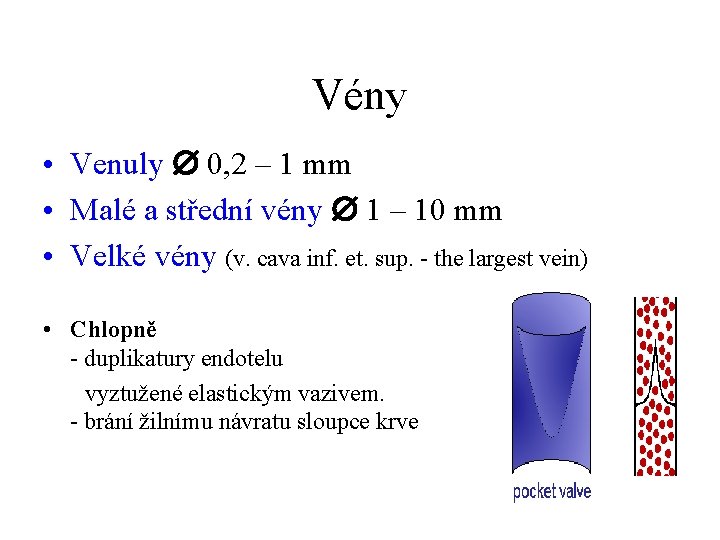 Vény • Venuly 0, 2 – 1 mm • Malé a střední vény 1