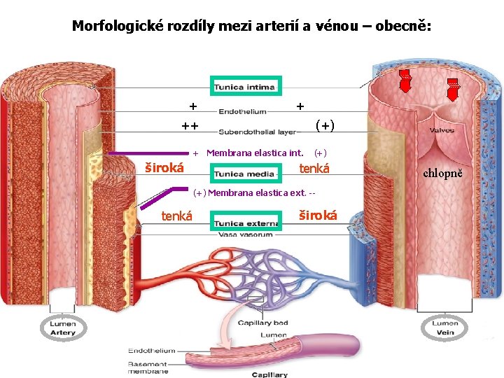 Morfologické rozdíly mezi arterií a vénou – obecně: + + ++ (+) + Membrana