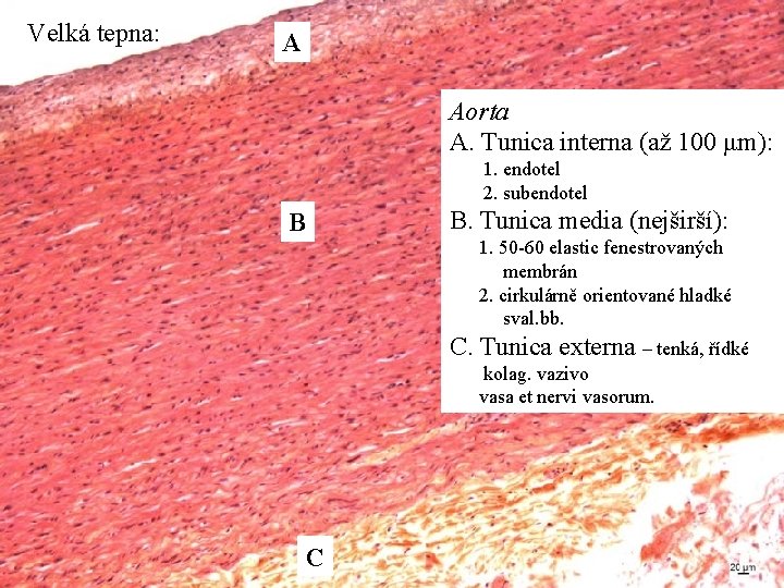 Velká tepna: A Aorta A. Tunica interna (až 100 μm): 1. endotel 2. subendotel