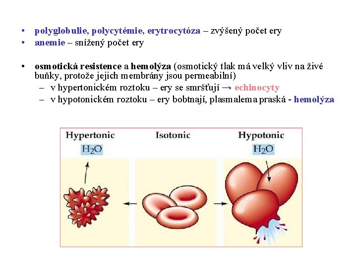  • polyglobulie, polycytémie, erytrocytóza – zvýšený počet ery • anemie – snížený počet