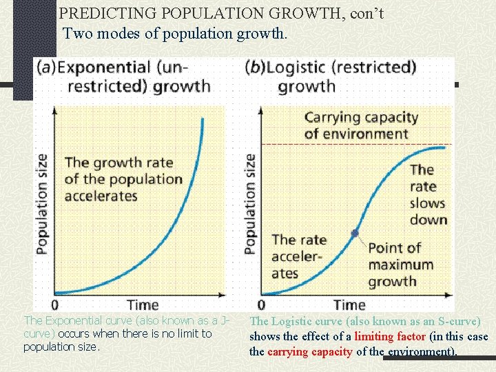 PREDICTING POPULATION GROWTH, con’t Two modes of population growth. The Exponential curve (also known