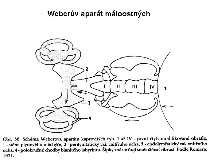 Weberův aparát máloostných o 