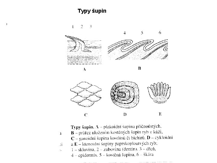 Typy šupin I 