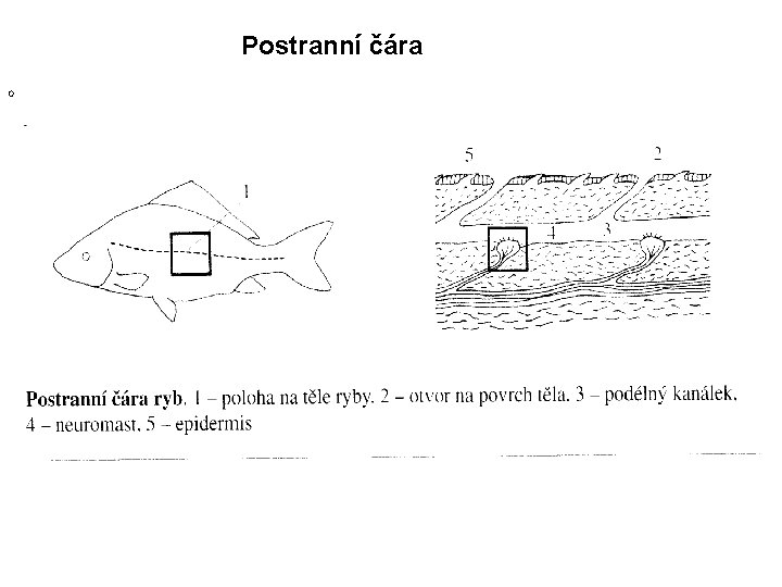 Postranní čára O 