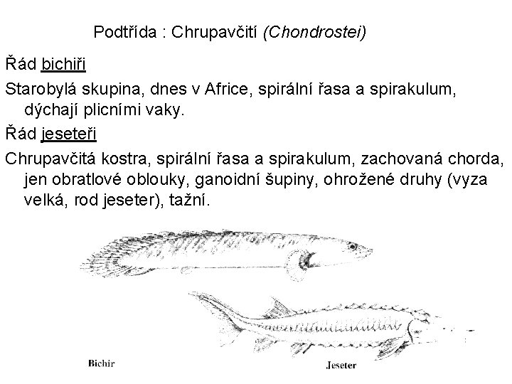 Podtřída : Chrupavčití (Chondrostei) Řád bichiři Starobylá skupina, dnes v Africe, spirální řasa a