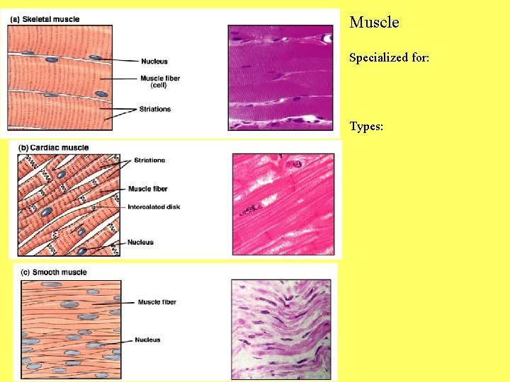 Muscle Specialized for: Types: 