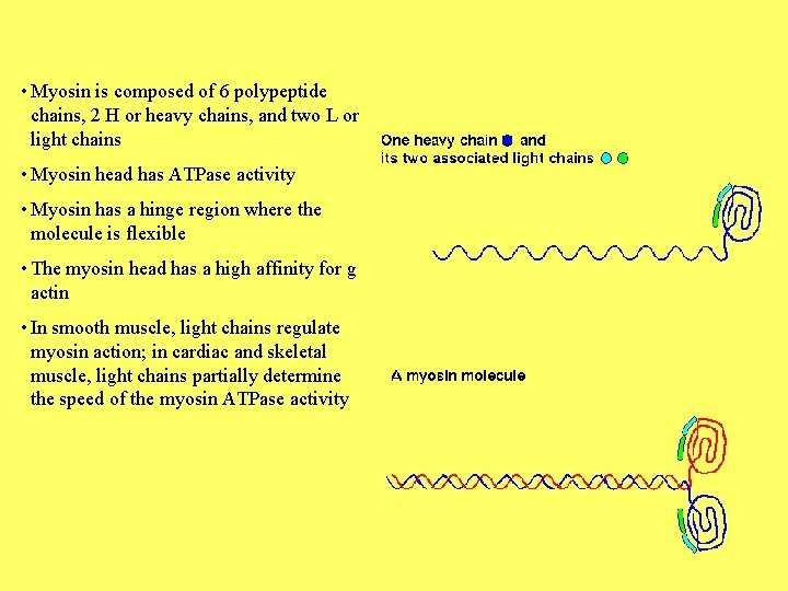  • Myosin is composed of 6 polypeptide chains, 2 H or heavy chains,