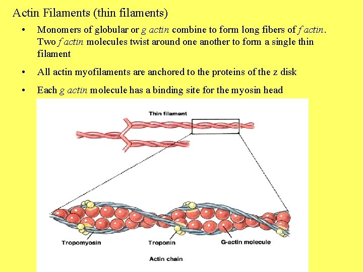 Actin Filaments (thin filaments) • Monomers of globular or g actin combine to form