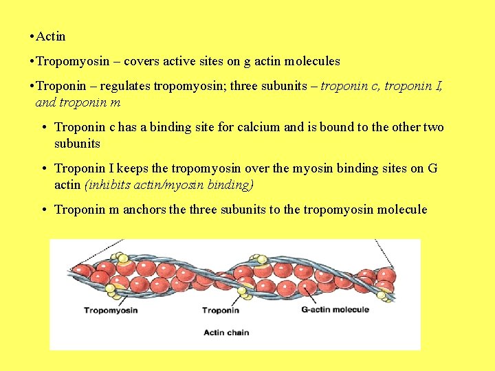  • Actin • Tropomyosin – covers active sites on g actin molecules •