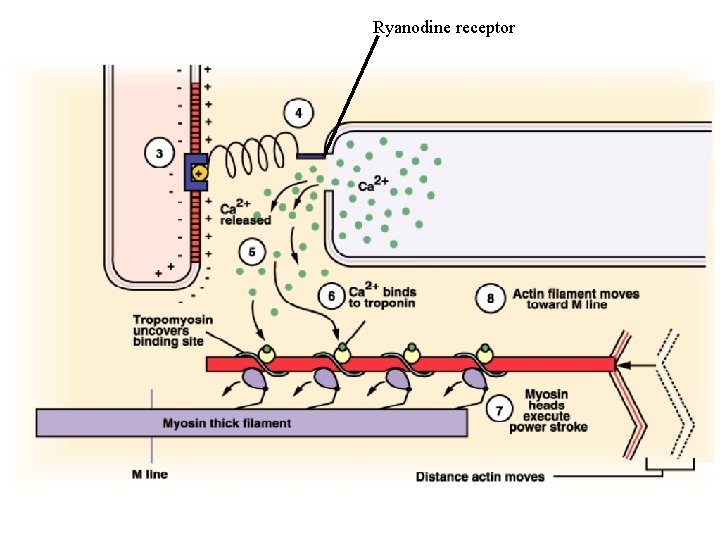 Ryanodine receptor 