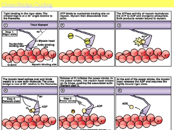 Cross-Bridge Cycling 