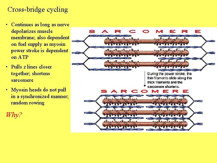 Cross-bridge cycling • Continues as long as nerve depolarizes muscle membrane; also dependent on