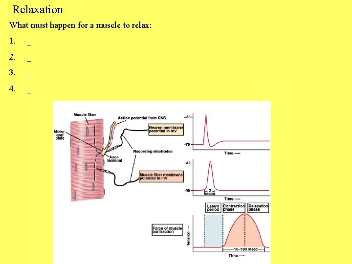 Relaxation What must happen for a muscle to relax: 1. _ 2. _ 3.