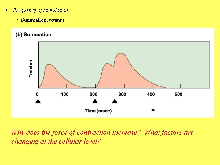  • Frequency of stimulation • Summation; tetanus Why does the force of contraction