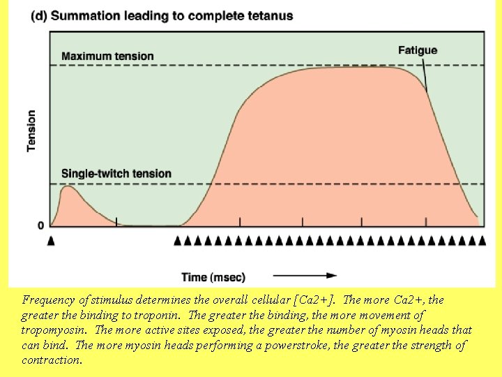 Frequency of stimulus determines the overall cellular [Ca 2+]. The more Ca 2+, the