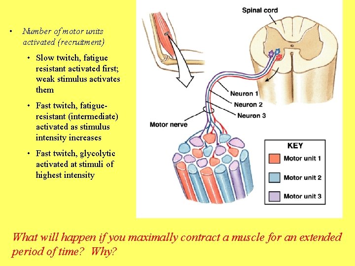 • Number of motor units activated (recruitment) • Slow twitch, fatigue resistant activated
