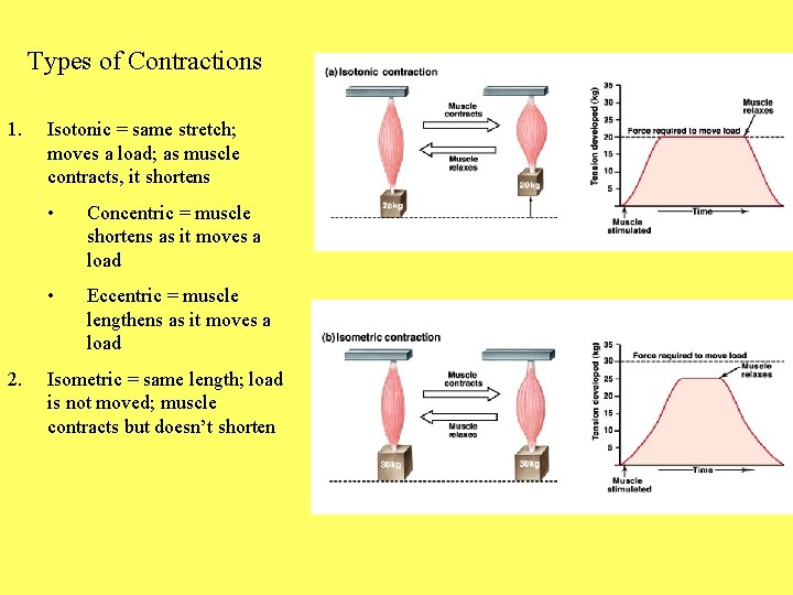 Types of Contractions 1. 2. Isotonic = same stretch; moves a load; as muscle