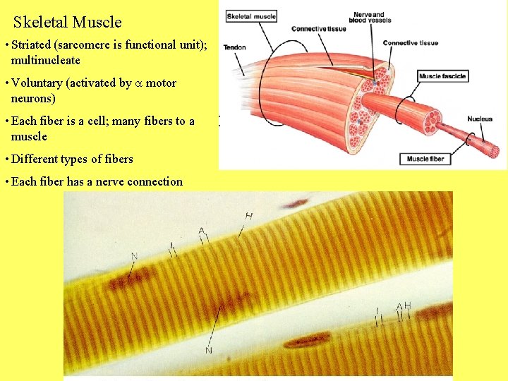 Skeletal Muscle • Striated (sarcomere is functional unit); multinucleate • Voluntary (activated by a