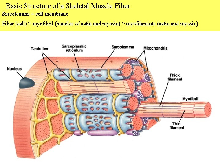 Basic Structure of a Skeletal Muscle Fiber Sarcolemma = cell membrane Fiber (cell) >