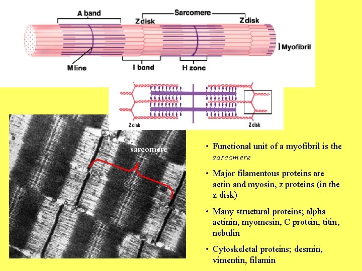 sarcomere • Functional unit of a myofibril is the sarcomere • Major filamentous proteins