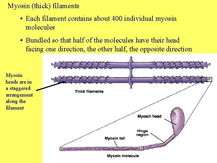 Myosin (thick) filaments • Each filament contains about 400 individual myosin molecules • Bundled
