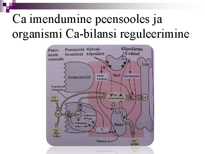 Ca imendumine peensooles ja organismi Ca-bilansi reguleerimine 