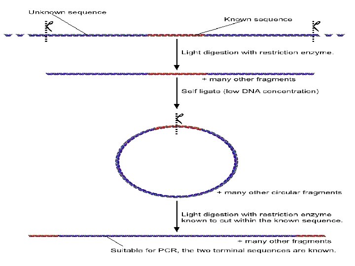 3RACE Rapid Amplification of 3c DNA Ends INTRODUCTION