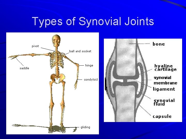 Types of Synovial Joints 